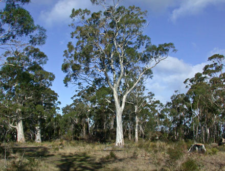 Eucalyptus-pulchella-4