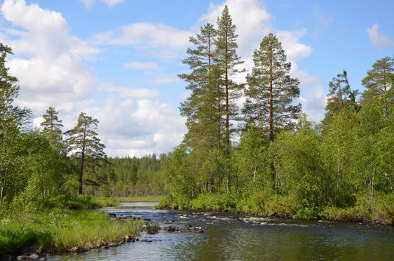 Riparian forests at Bjurbäcken – a tributary to the Vindel River. The forest in the foreground is flooded in spring. Credit: Christer Nilsson