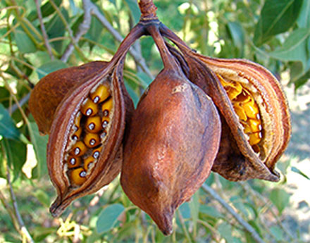 australian-tree-seeds