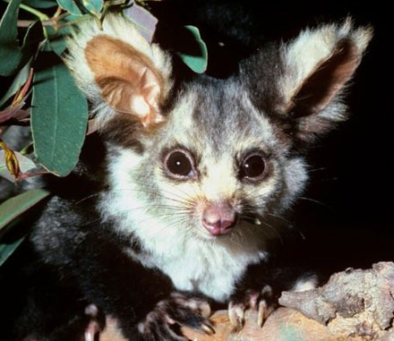 The greater glider or clumsy possum