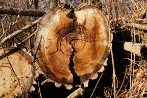 logs-lumber