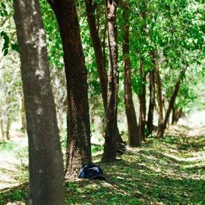 plantation-sandalwood