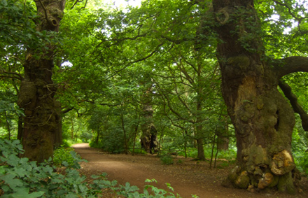sherwood-forest