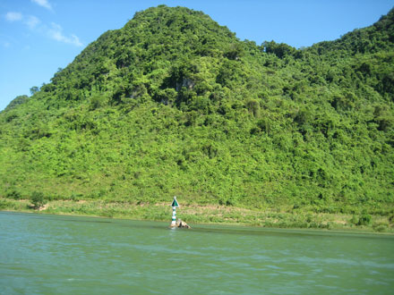 vietnam-forest